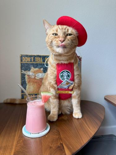 ‘We’ve spent $20,000 on our tabby to turn her into a coffee-making cat barista’