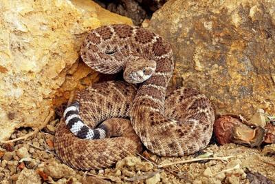 Una nueva prueba a base de azúcar puede detectar venenos de serpiente