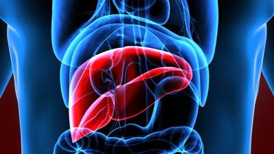 Los científicos revierten con éxito la fibrosis hepática en ratones