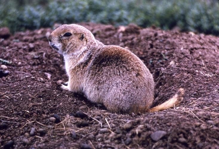 prairie dog file photo