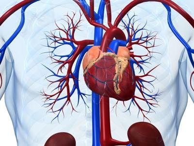 Puede ser que no necesites ayunar antes de un cateterismo cardiaco, sugiere un estudio