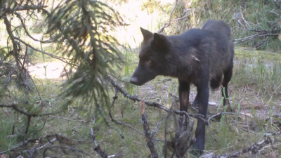 Helena wolf harvest decision sets 300-animal statewide limit