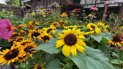 Heat flowers
