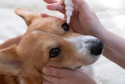 Las gotas oftálmicas caninas mejoradas administran antibióticos de manera más efectiva