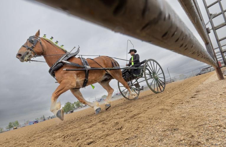31st annual Big Sky Draft Horse Expo in Deer Lodge