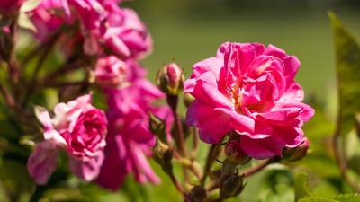 PEGGY MARTIN ROSE.jpg
