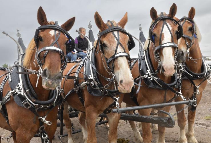 31st annual Big Sky Draft Horse Expo in Deer Lodge