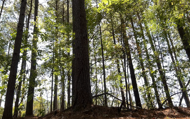 Forest canopy provides shelter from blazing sun
