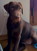 Arkansas man says puppy scam costs $16K