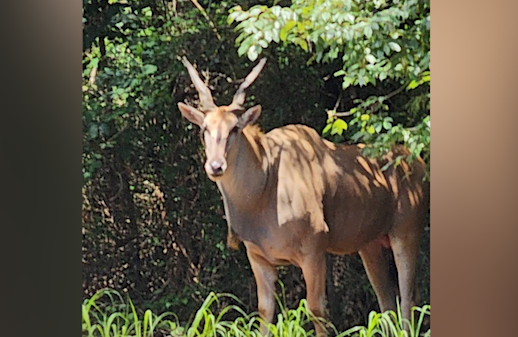 Eland near Plain Dealing