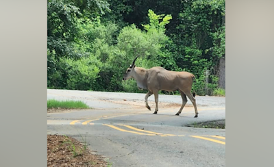 Eland-spotting