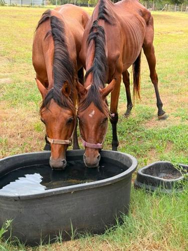 horses rescued 3.jpg