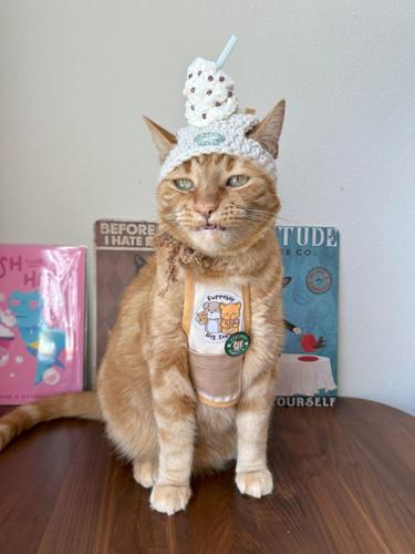 ‘We’ve spent $20,000 on our tabby to turn her into a coffee-making cat barista’