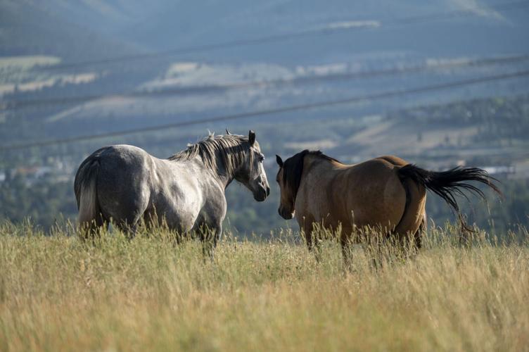 Wild Horses 3