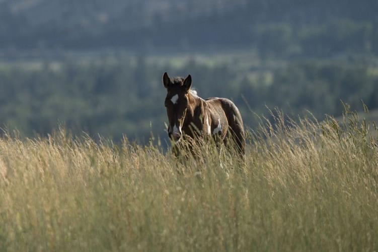 Wild Horses 2