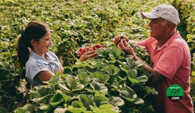 girl and man picking strawberries 2026