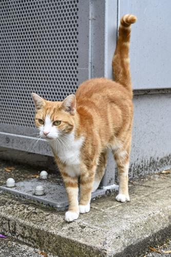 Train station cat becomes unlikely celeb attracting visitors from across the globe
