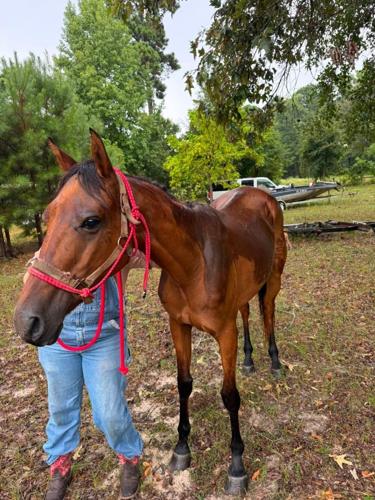 horses rescued 2.jpg