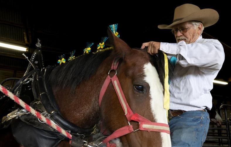 31st annual Big Sky Draft Horse Expo in Deer Lodge