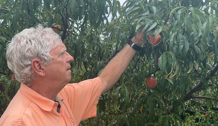 Peach farmer Joe Mitcham