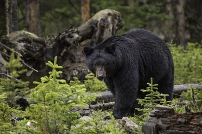 Black bear in Yellowstone National Park