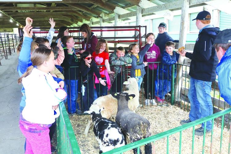 Students raise hands about goats.jpg