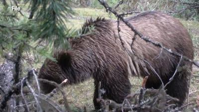 Bozeman residents weigh in on proposed grizzly management change