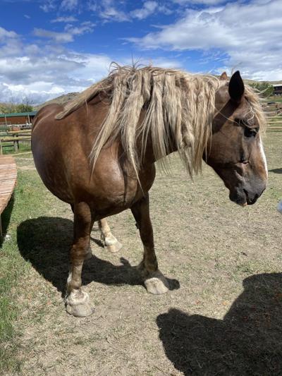 Livingston Draft Horse Sanctuary Gives Rescued Animals A Fresh Start