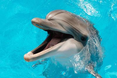 Delfines dan positivo al fentanilo