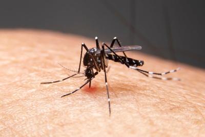 Cayos de Florida emiten alerta de dengue después de que se reportaran dos casos