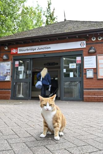 Train station cat becomes unlikely celeb attracting visitors from across the globe