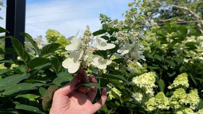 limelight hydrangeas