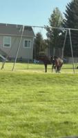 Miller Creek feral horses