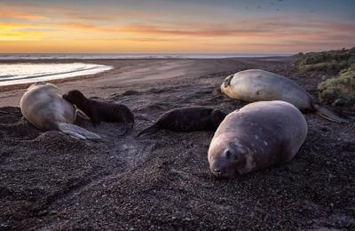 Colonia de elefantes marinos en Isla Escondida, Argentina