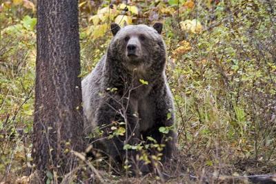 Grizzly Bear