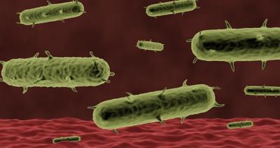 Yersinia pestis