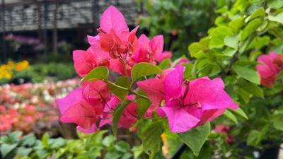 bougainvillea