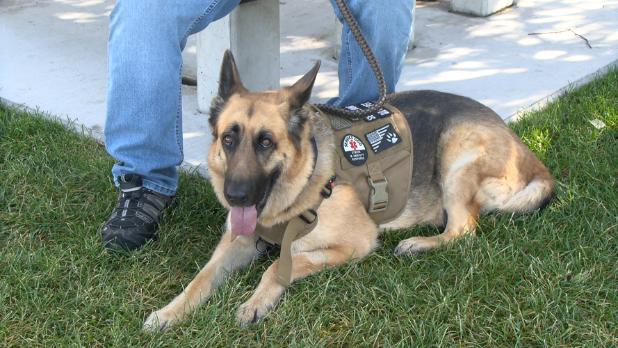 Molly the service animal