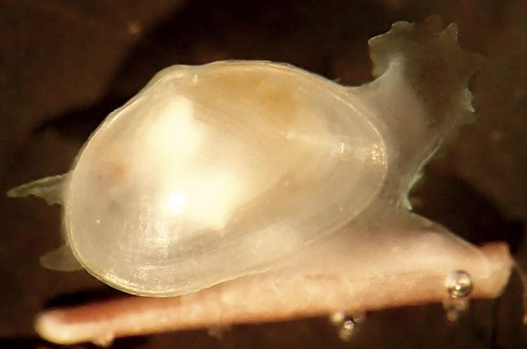Newly discovered tiny clam ‘spends whole life crawling between sea urchins’ spines’