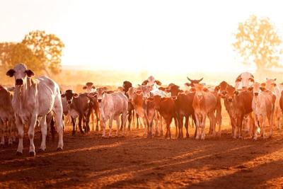 Cómo alejarse de la carne de vacuno podría ayudar al planeta