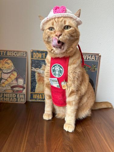 ‘We’ve spent $20,000 on our tabby to turn her into a coffee-making cat barista’