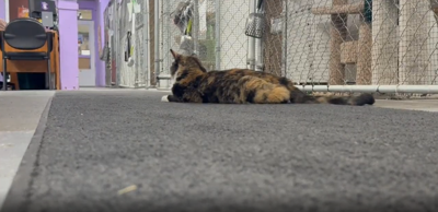 shelters are speaking up after recent animal neglect case in Ravalli