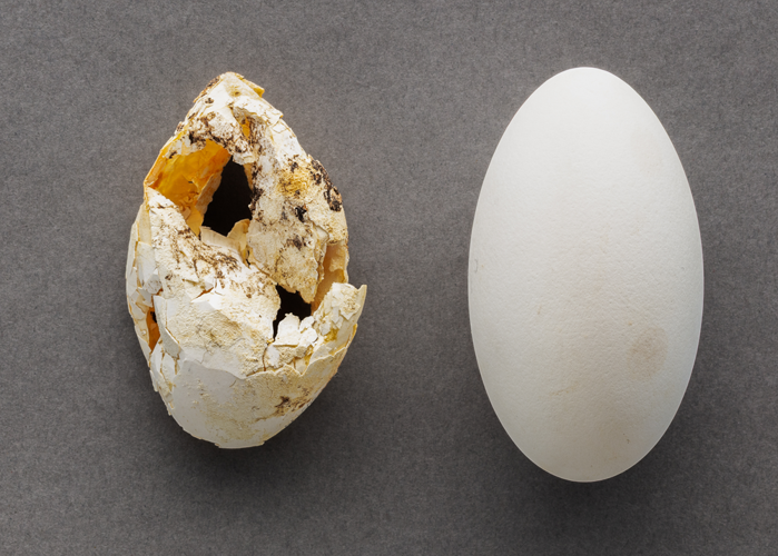 Brown pelican eggs showing the harmful effects of DDT