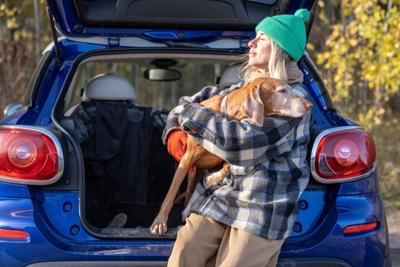 Making Car Rides Safe and Stress-Free for Your Senior Pets - Image