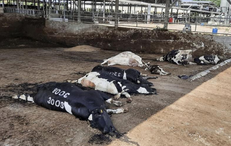 Dead dairy cows