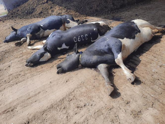 Dead dairy cows