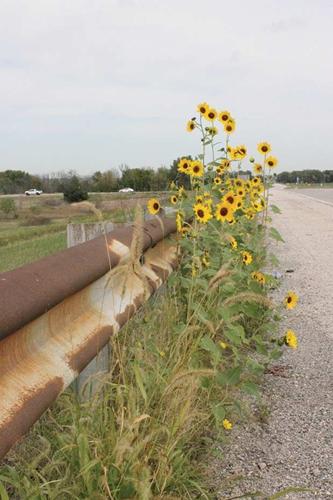 Sunflower by Road