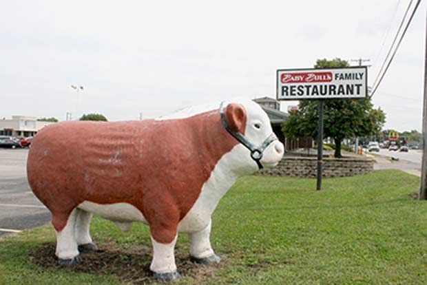 Baby Bull
