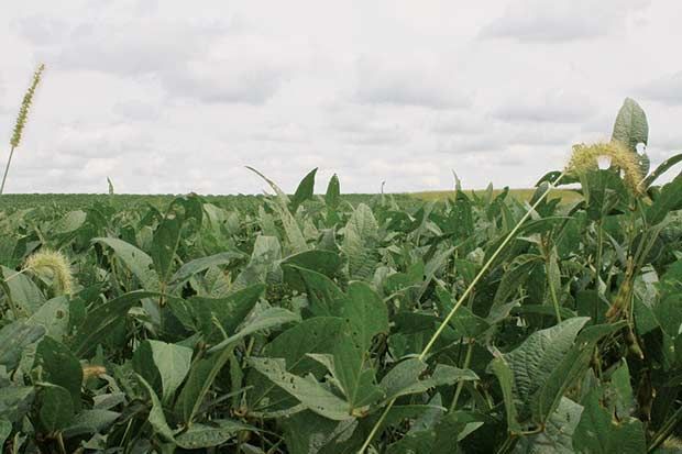 Soybean Field