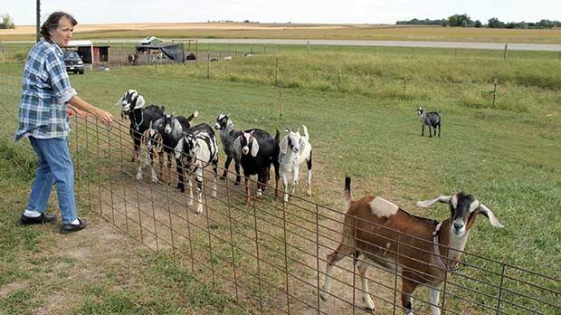 Goats